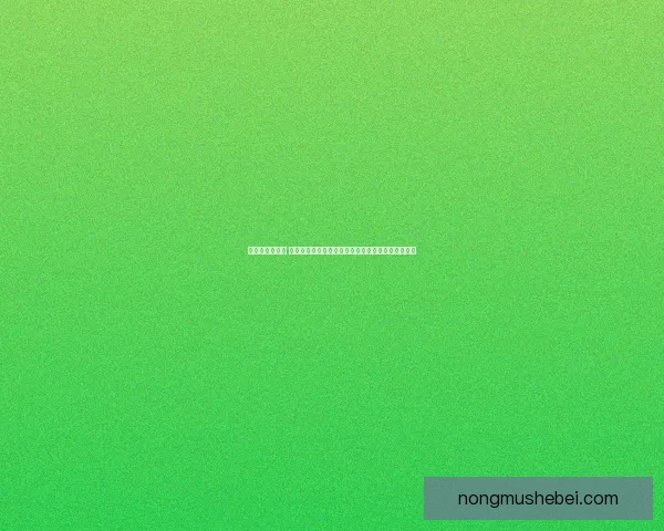 冒险家出装指南 如何选择适合的装备应对不同挑战提升生存与战斗力